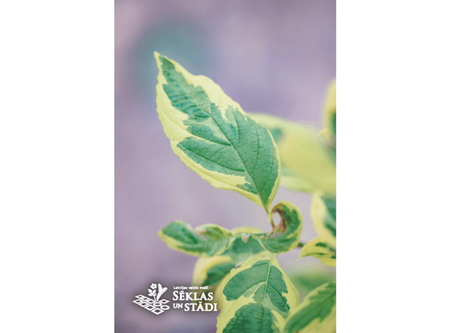 Cornus alba    'Spaethii'